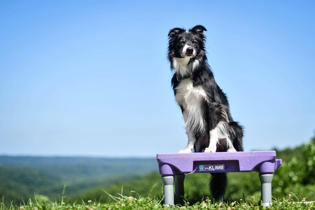 How the KLIMB Builds Confidence for Dogs