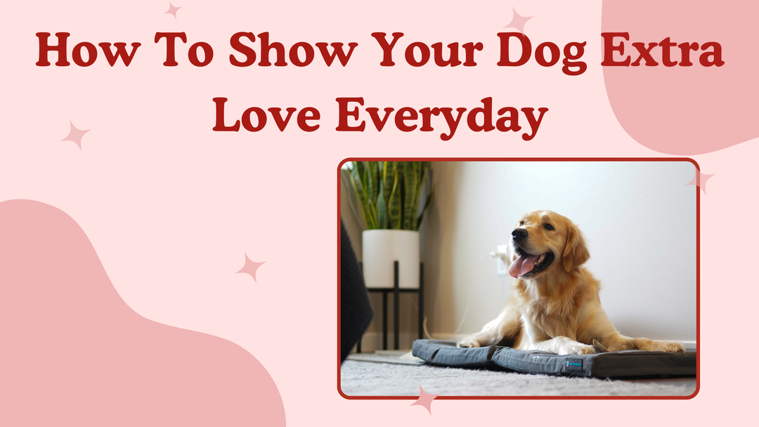 How to Show Your Dog Extra Love Every Day