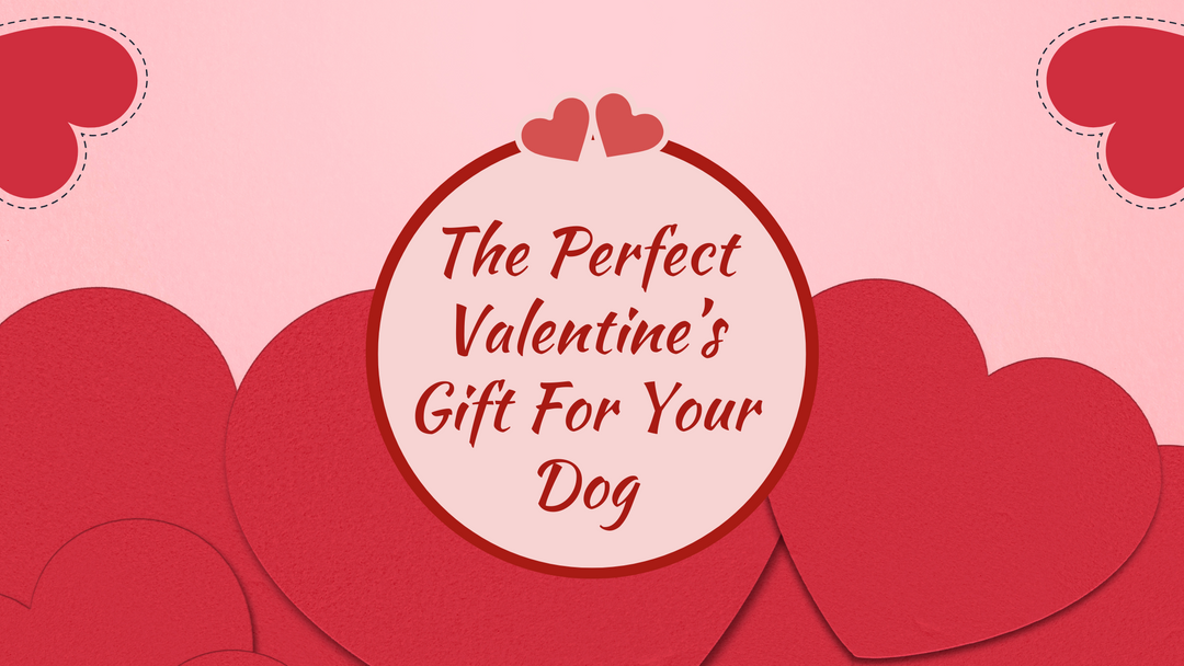 The Perfect Valentine's Gift For Your Dog