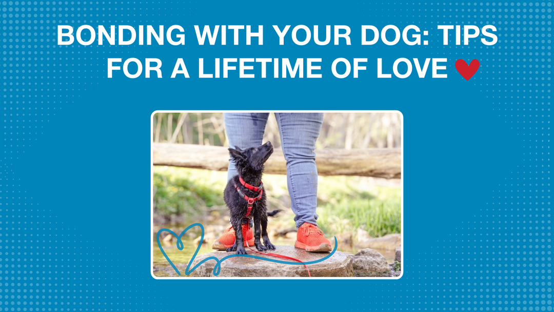 Bonding with Your Dog: Tips for a Lifetime of Love