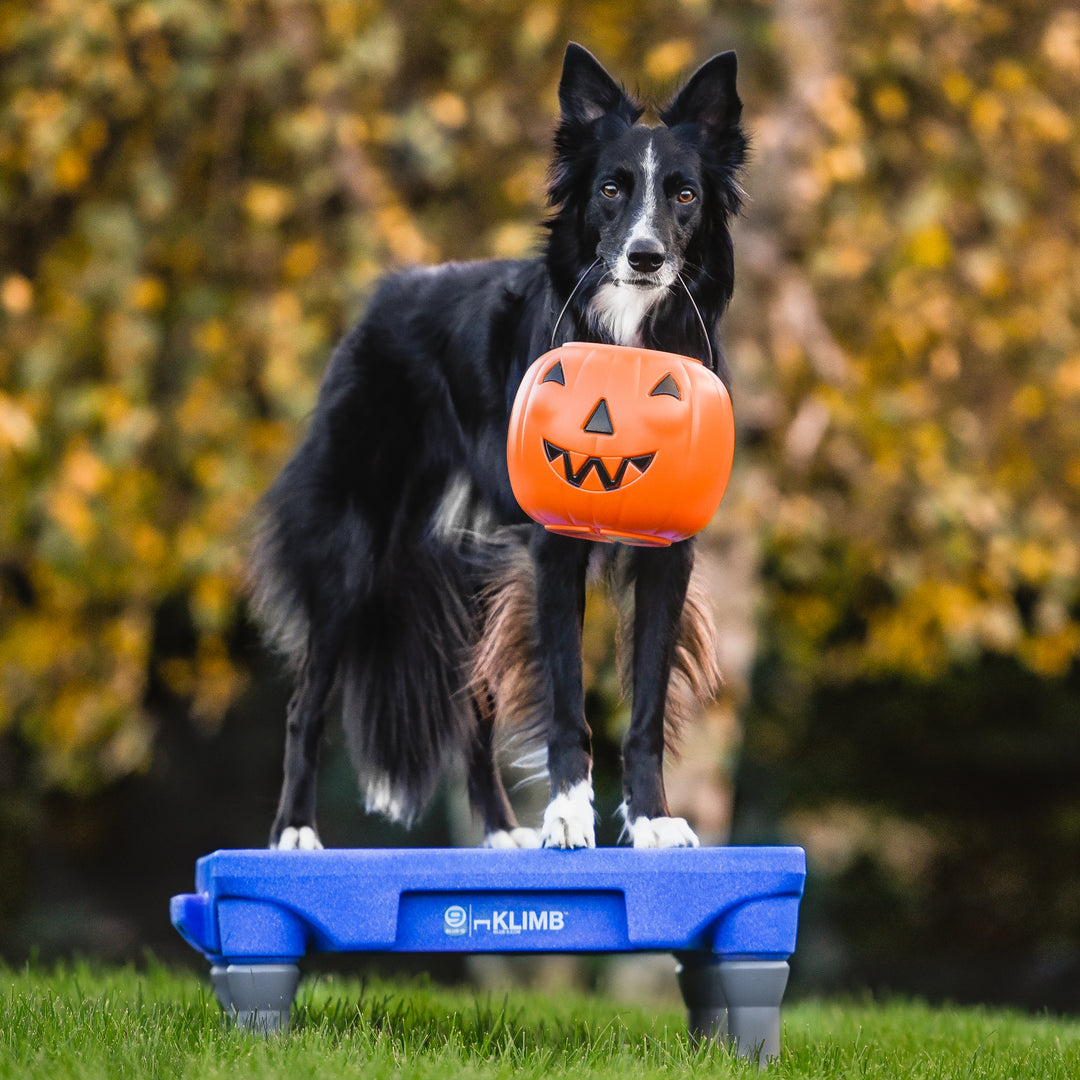 How to Teach Your Dog Good Doorbell Manners with the KLIMB