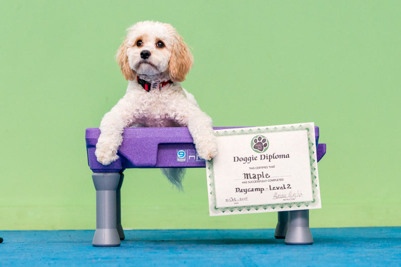 how-to-become-a-certified-dog-trainer-a-step-by-step-guide-blue-9