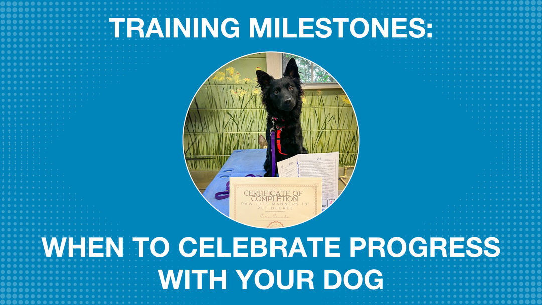 Training Milestones: When to Celebrate Progress with Your Dog