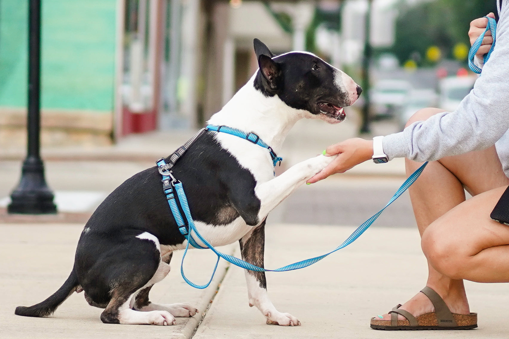 Human harness for outlet dog walking