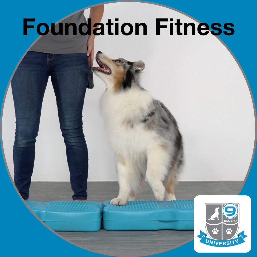 Foundation Fitness (Digital)