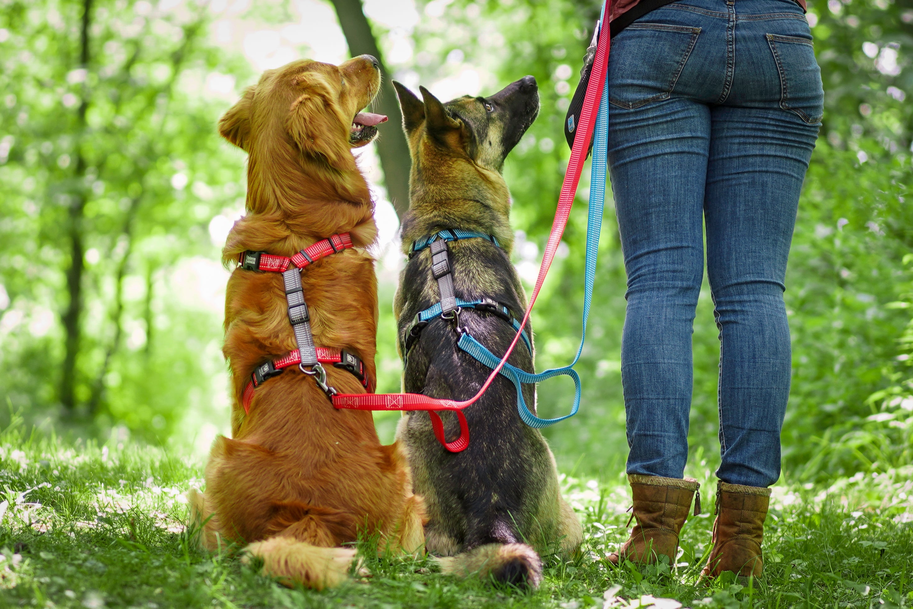 Reflective Balance Harness