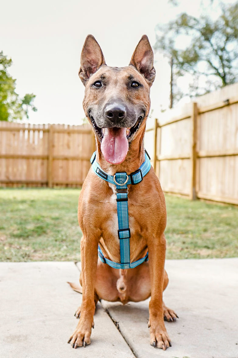 How to Fit the Balance Harness Dog Training Harness Sizing Tips Blue 9 Pet Products