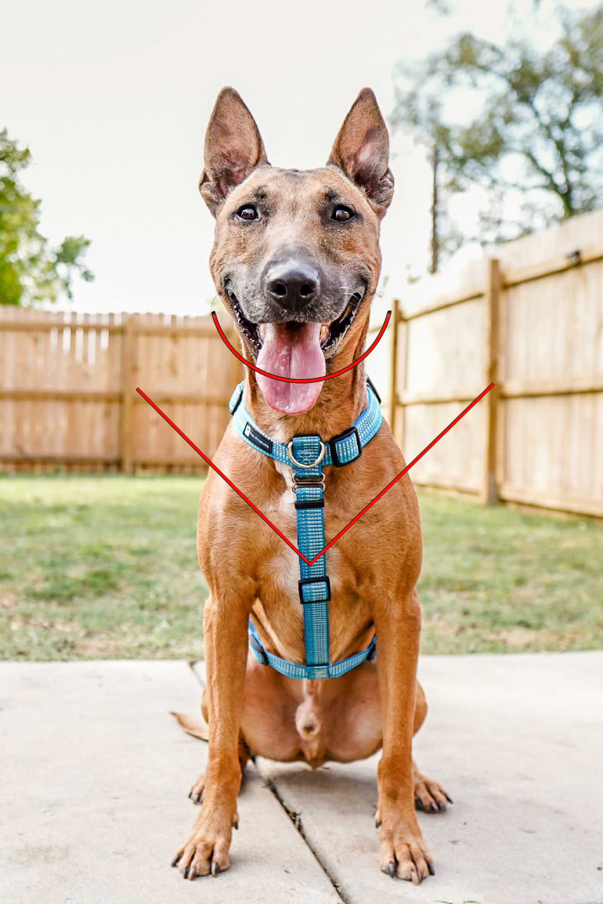 Fashion leash that turns into a harness