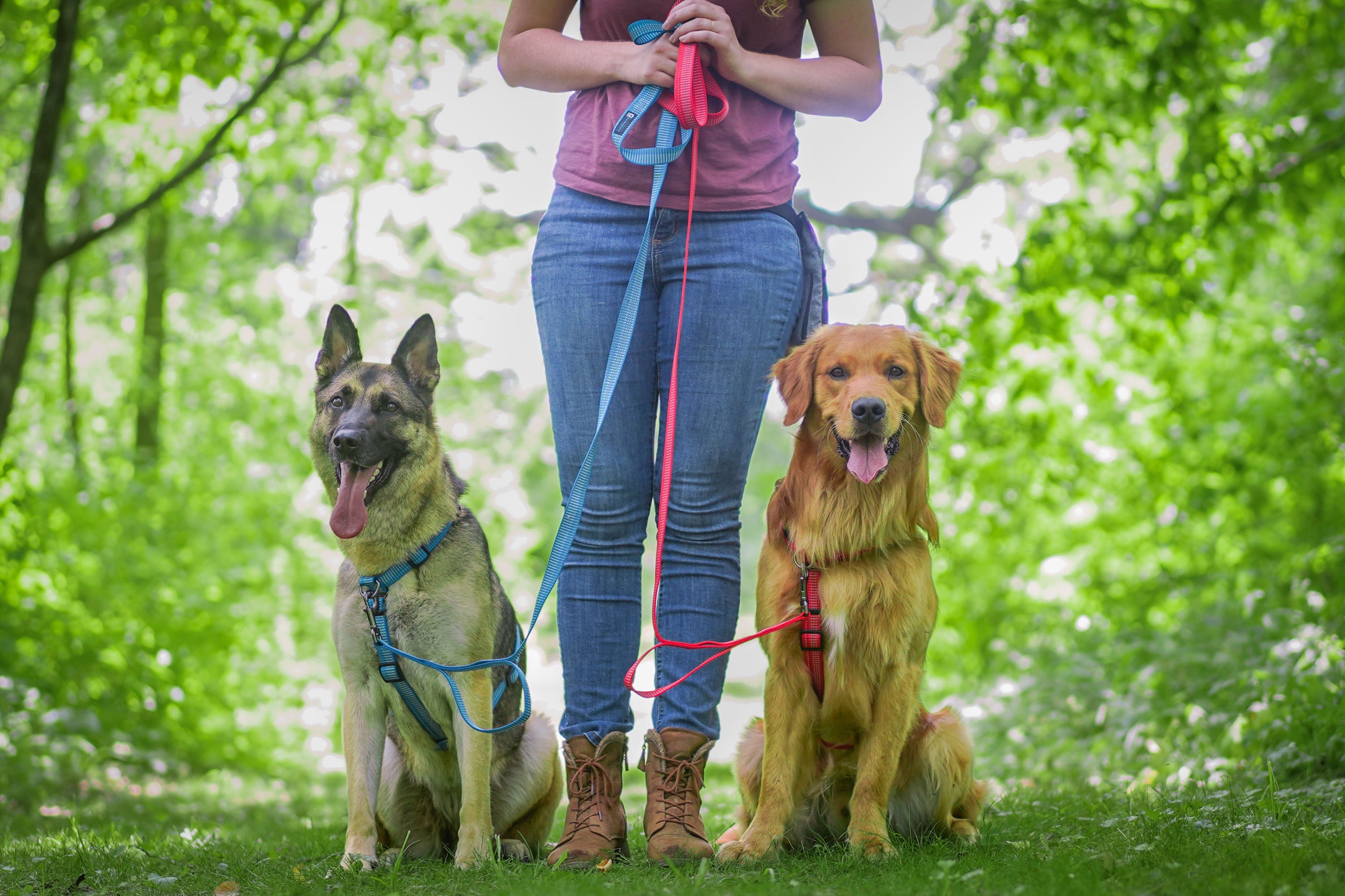 Shop Blue-9 Pet Training Products | Proven Dog Training Equipment