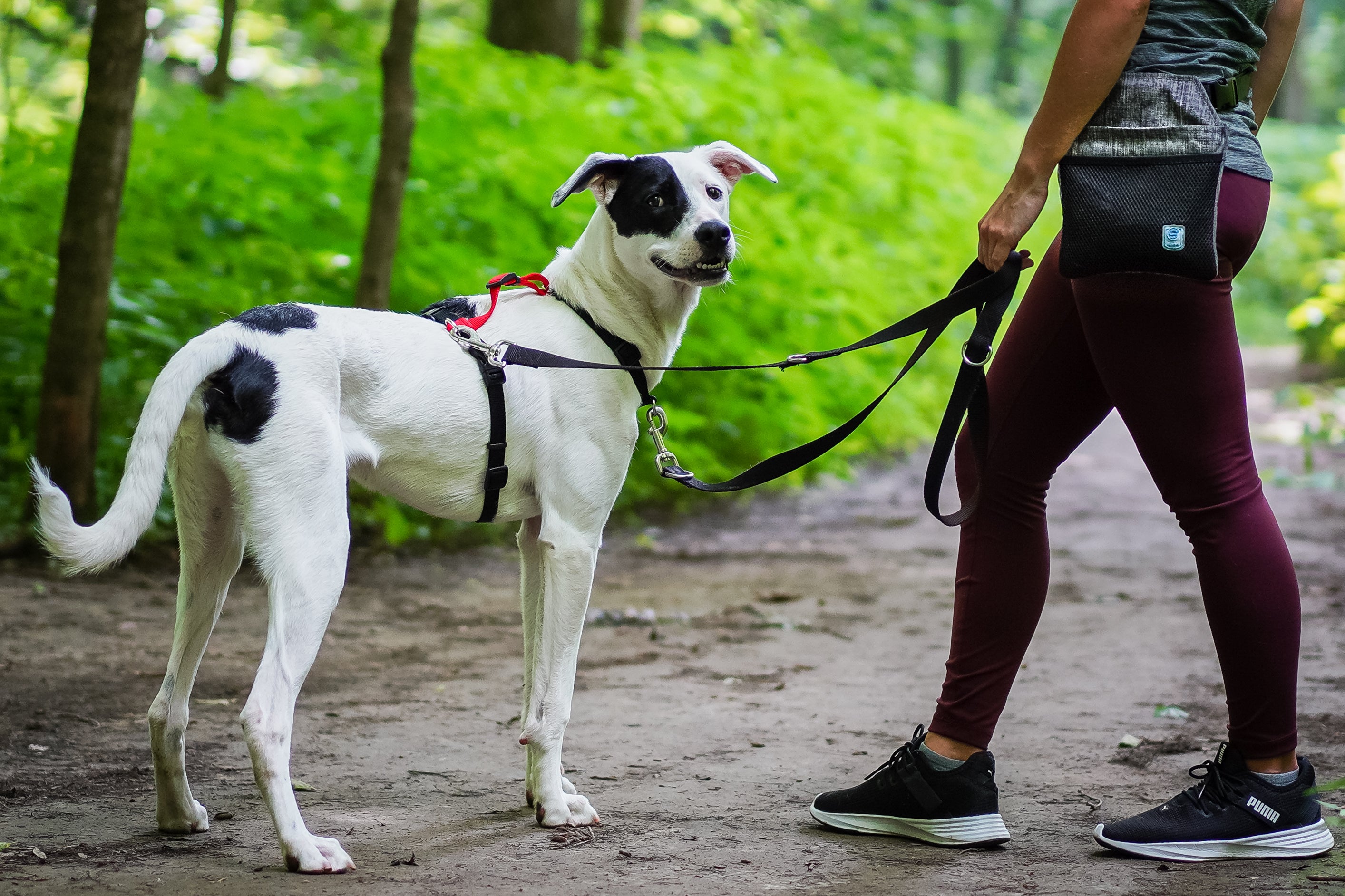 Best harness for leash training best sale