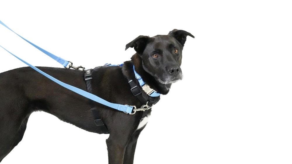 On lead dog leashes sale