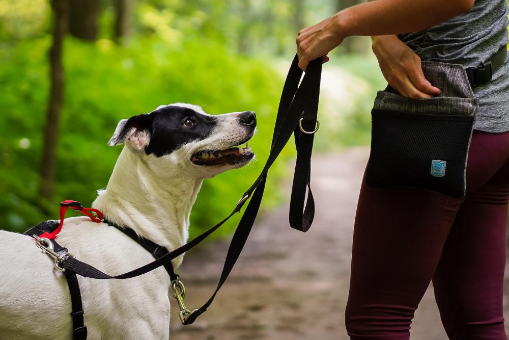 Multi Function LEAD Dog Training Leash Double Attachment Leash Blue 9 Pet Products